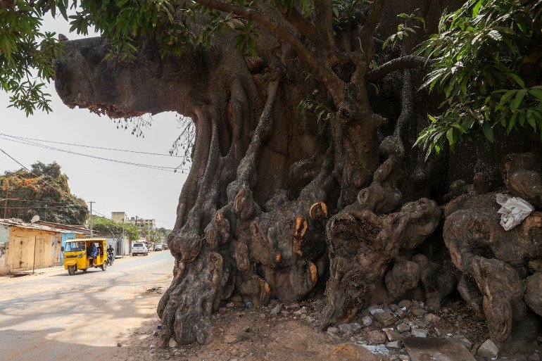 غامبيا.. شجرة كابوك عملاقة تتحدى الزمن وتحمل رمزية ثقافية وروحية SEREKUNDA, GAMBIA - FEBRUARY 16: The towering kapok tree in the Latrikunda German neighborhood of Serekunda has stood for centuries, revered by locals as a sacred natural landmark on February 16, 2025 in Serekunda, Gambia. With its sprawling branches and massive trunk, the tree serves as a focal point of daily life, providing shade to vendors and passersby along the bustling street. Known as the "Great Tree," it remains one of Gambia’s most iconic natural monuments. ( Cem Özdel - Anadolu Agency )