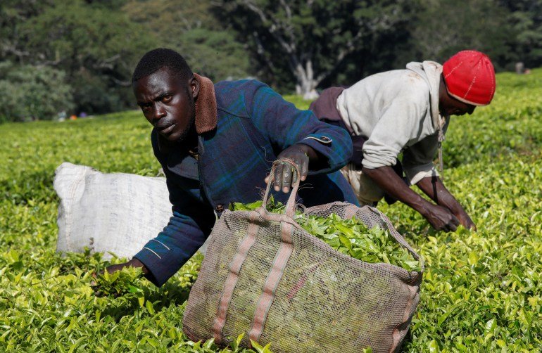 Members of the Kimasas cooperative society, accused of invading the Sitoi Tea Estate owned by Eastern Produce Kenya (EPK) causing substantial financial losses; pluck tea leaves at a plantation in Mosine village of Nandi County, Kenya, January 22, 2025. REUTERS/Monicah Mwangi