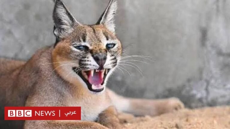 23d447c0 07f2 11f0 a830 63536111fbc5.jpg