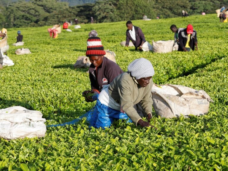 نزاعات أراضي الشاي بكينيا تهدد الاقتصاد وتثير مخاوف الاستثمارات الأجنبية | سياسة 1745140640 نزاعات أراضي الشاي بكينيا تهدد الاقتصاد وتثير مخاوف الاستثمارات الأجنبية.jpg