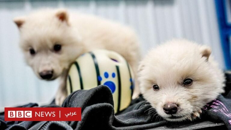 90a9ac00 1549 11f0 9d7a 5dafbbbec701.jpg