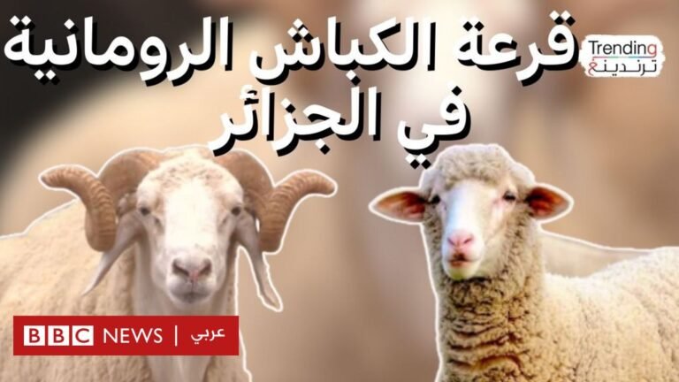 الجزائر تلجأ للقرعة لحصول الناس على الكباش الرومانية بسبب الطلب الكبير عليها 98e50c50 2775 11f0 8f57 b7237f6a66e6.jpg