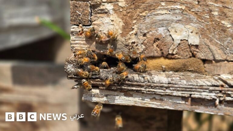 Ef4bdad0 66f2 11f0 a08d 214bf7cc019d.jpg